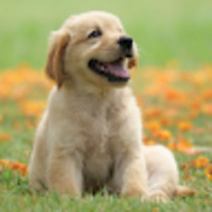 Meet your Posher, Kellan